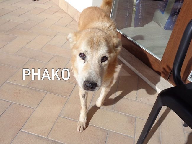 Phako febbraio 2021 010