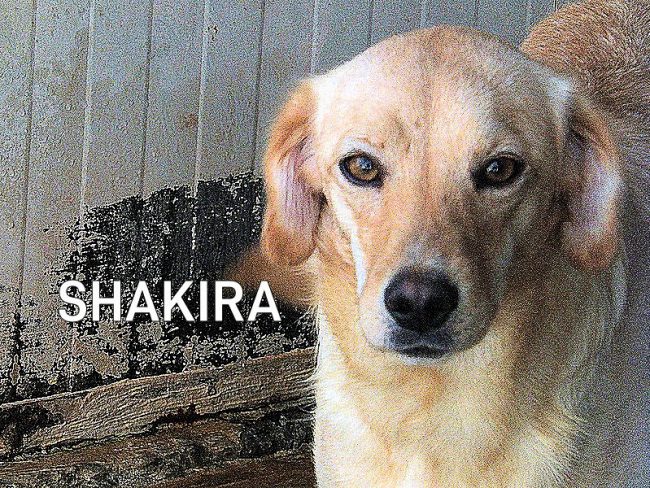 Shaakira 10 ottobre 2020 11