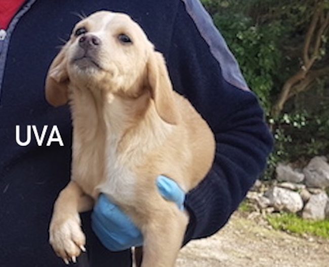 Uva