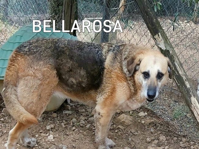 bellarosa ottobre 2022