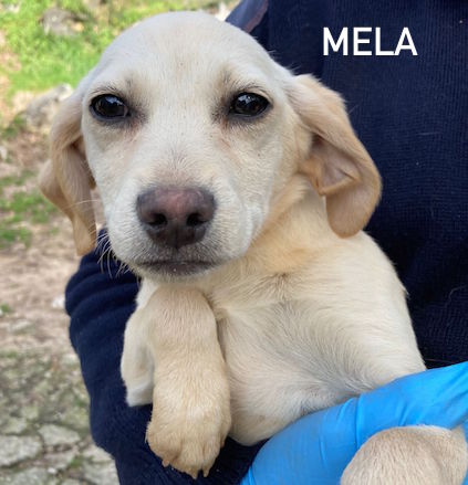 mela