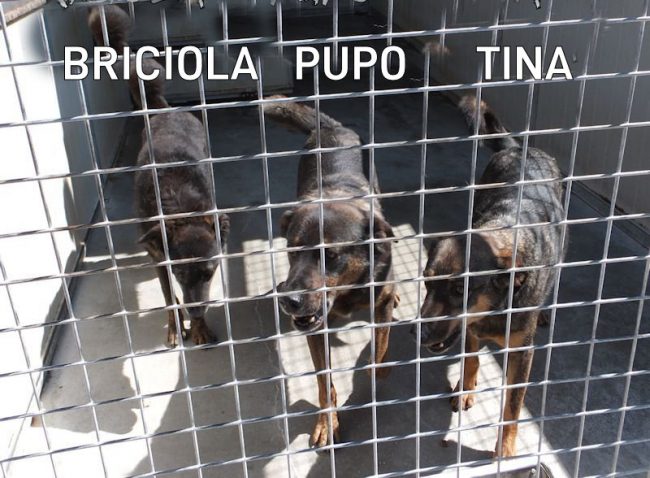 20 maggio 2017 154