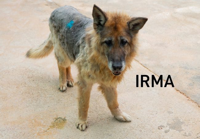 Irma2
