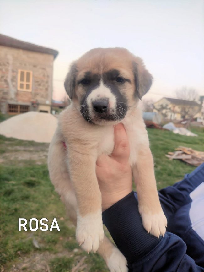 Rosa