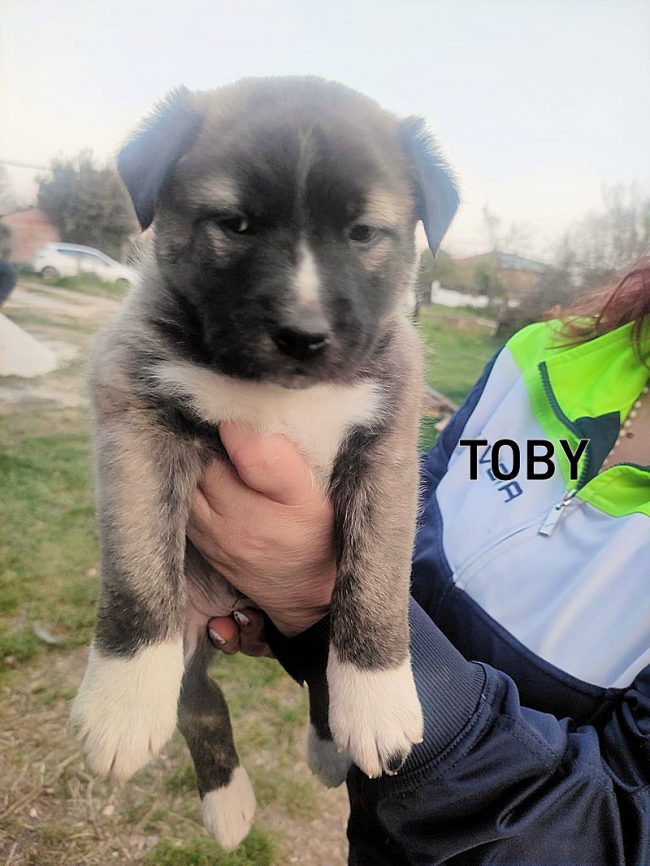 Toby