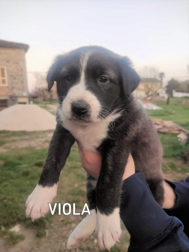Viola