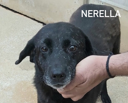 Nerella nome