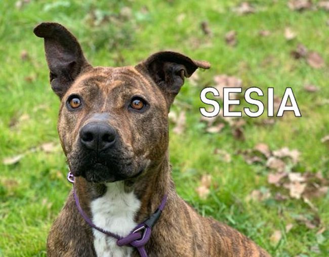 Sesia1