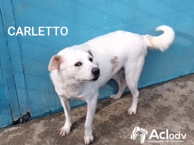 carletto