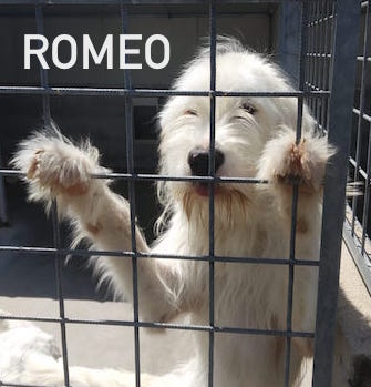 Romeo