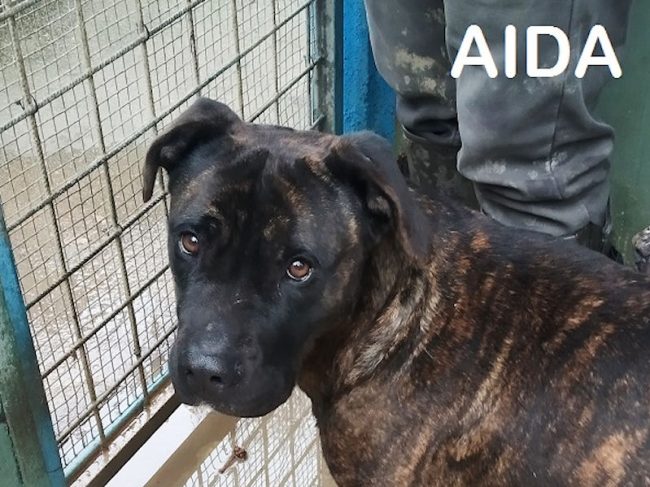 AIDA01