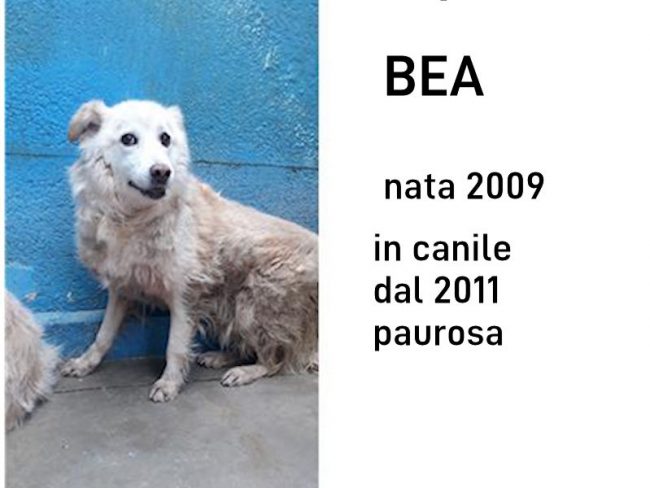 Bea 1