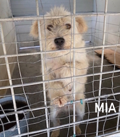 Mia