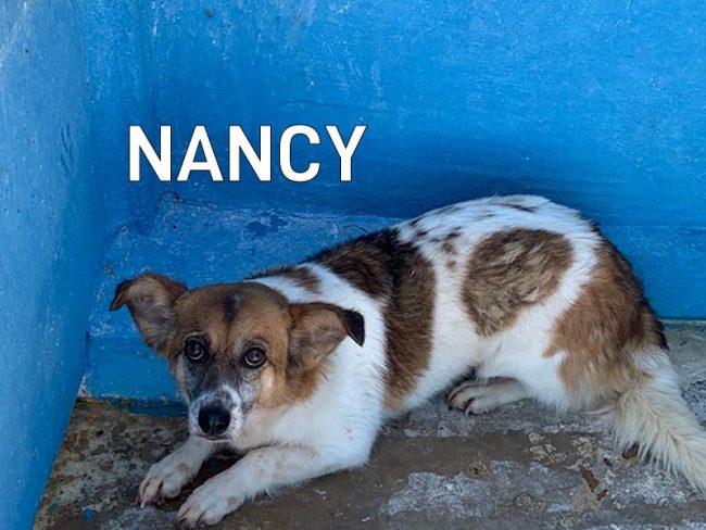 NANCY100