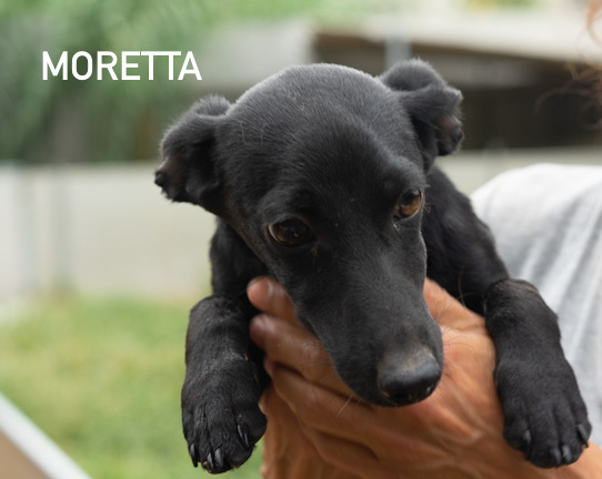 moretta
