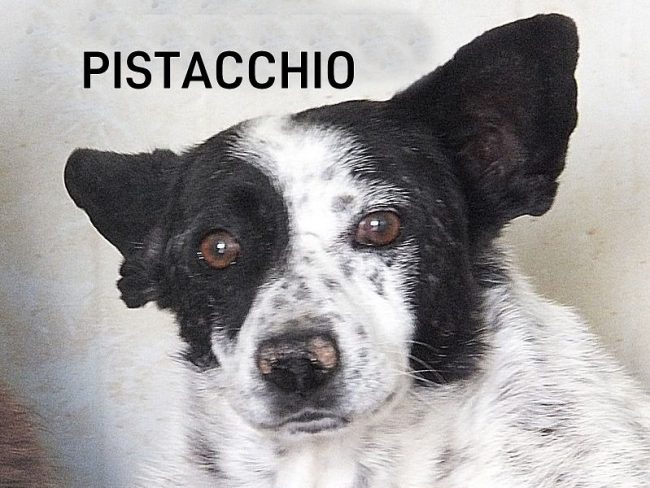 29 ottobre 2016 038