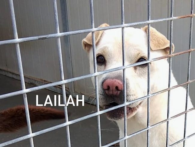 Lailah novembre 2021