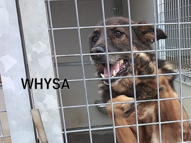 Whysa novembre 2021 02