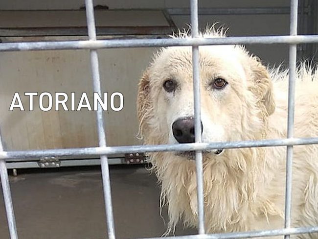 Atoriano novembre 2021 1