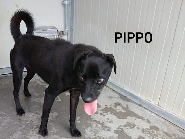 Pippo novembre 2021 02