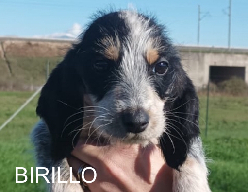 birillo nome