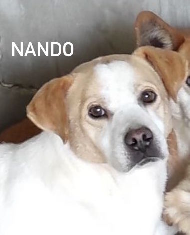 Nando