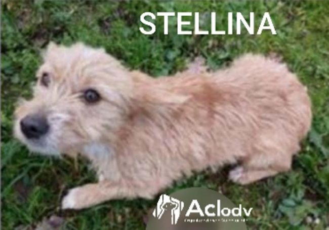 Stellina