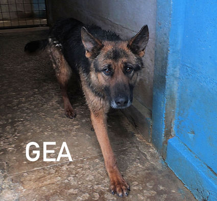 Gea