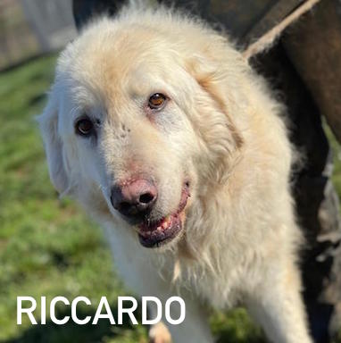 Riccardo