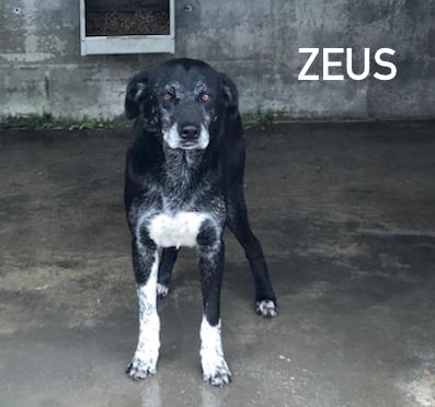 Copia di Zeus