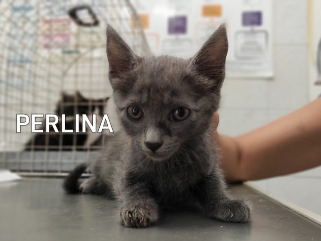 Perlina 01