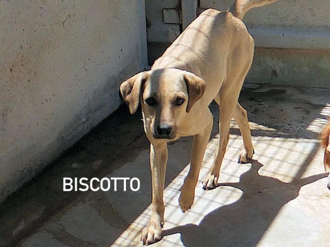 Biscotto Janek