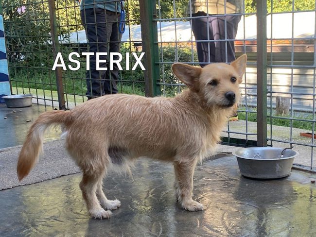 aSTERIX 1