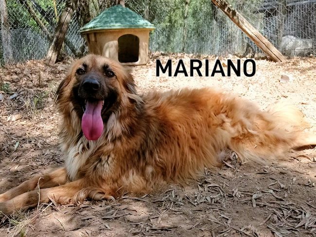 Mariano 05