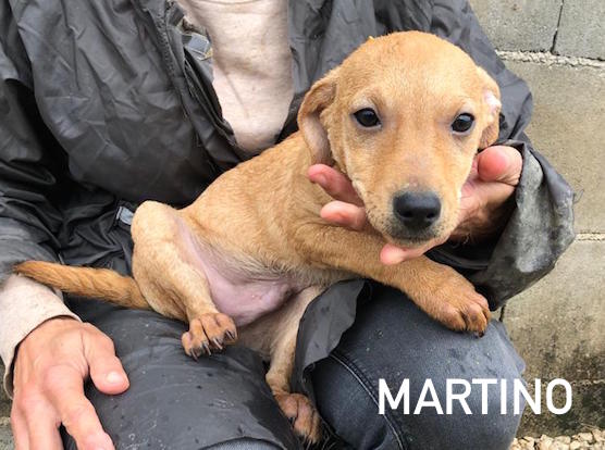 Martino