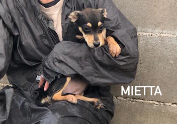 Mietta
