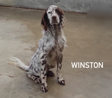 Winston