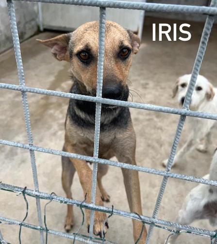 nome Iris