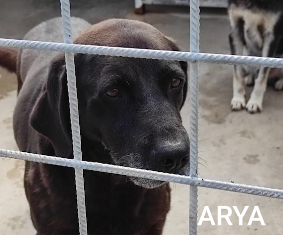 Arya