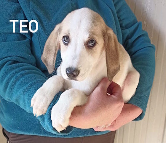 teo