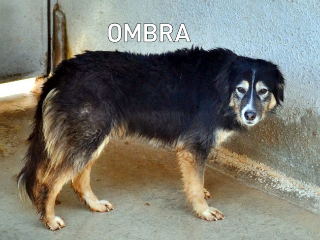 DSC_0200 OMBRA