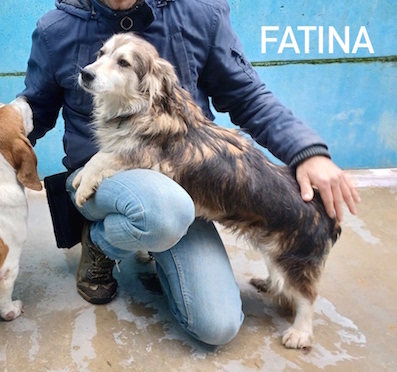 Fatina
