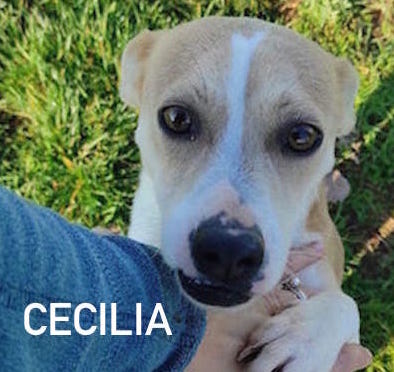 cecilia6