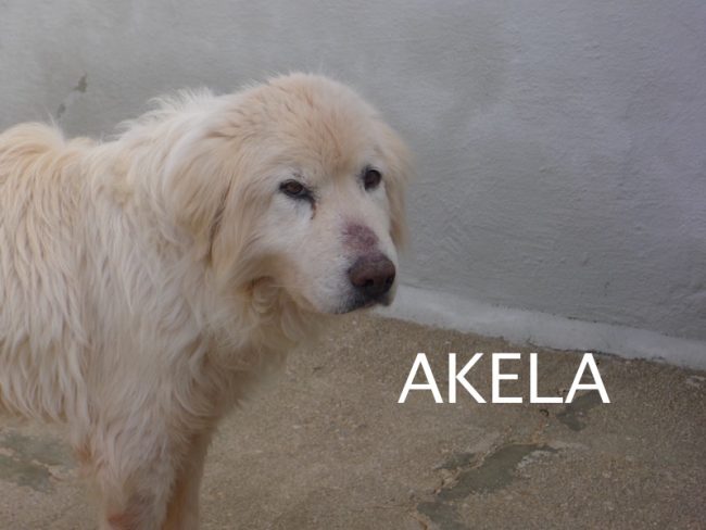 akela