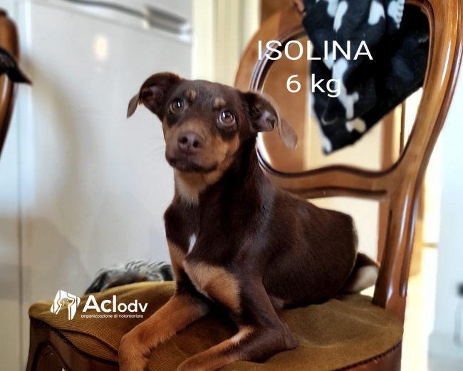 isolina ok