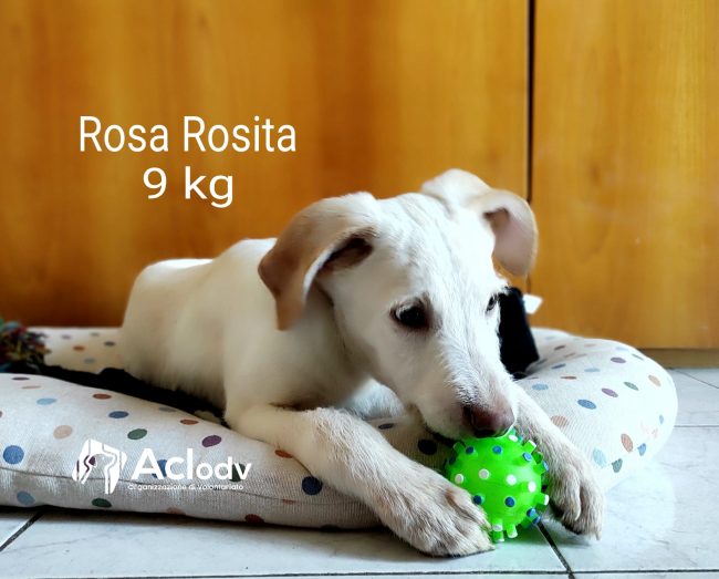 rosaok
