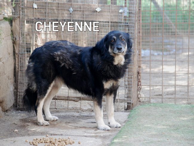 Cheyenne 24 aprile 2023 0001