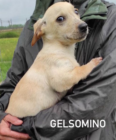 Gelsomino