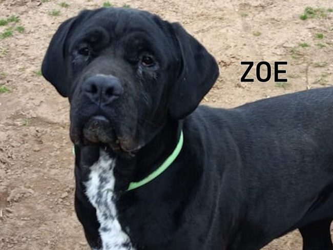 Zoe 00.