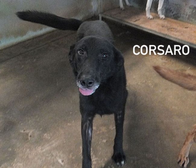 Corsaro